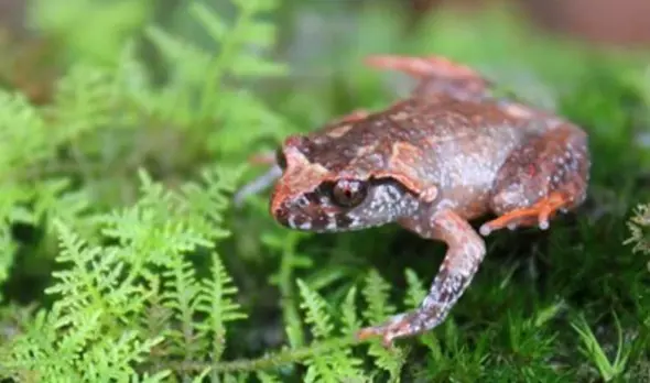 Potentially Endangered spiny frog identified by scientists for